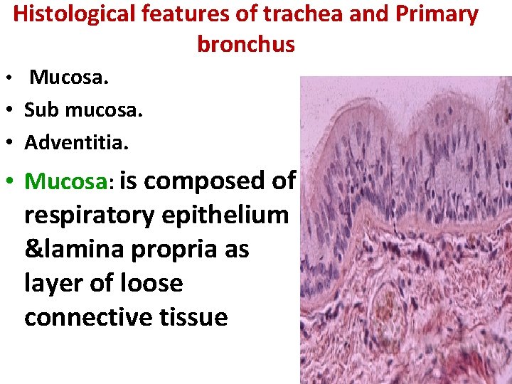 Histological features of trachea and Primary bronchus • Mucosa. • Sub mucosa. • Adventitia.