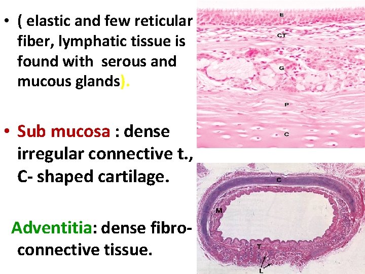  • ( elastic and few reticular fiber, lymphatic tissue is found with serous