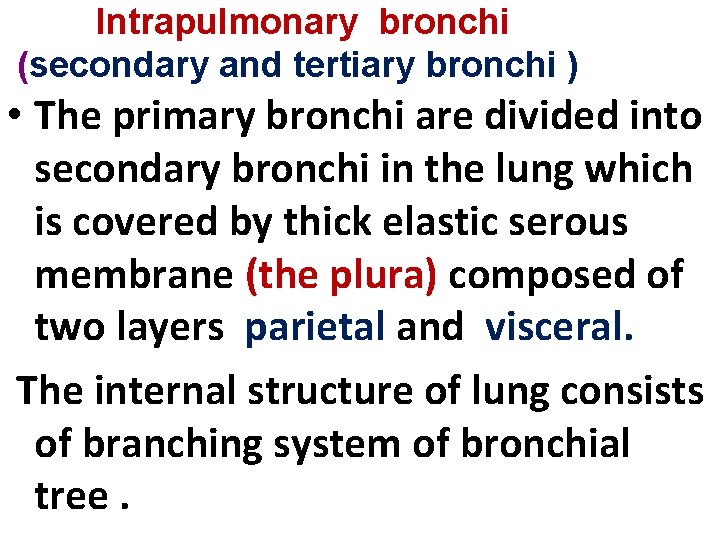 Intrapulmonary bronchi (secondary and tertiary bronchi ) • The primary bronchi are divided into