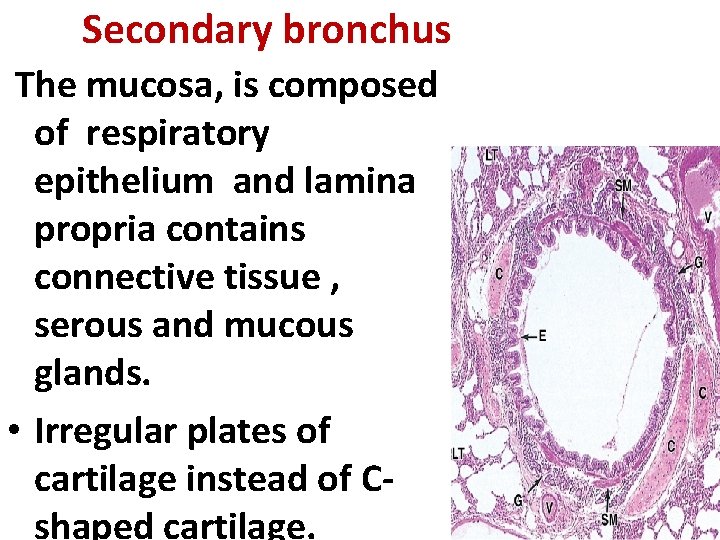 Secondary bronchus The mucosa, is composed of respiratory epithelium and lamina propria contains connective