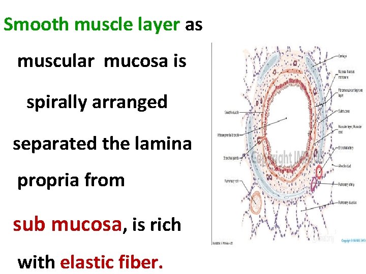 Smooth muscle layer as muscular mucosa is spirally arranged separated the lamina propria from