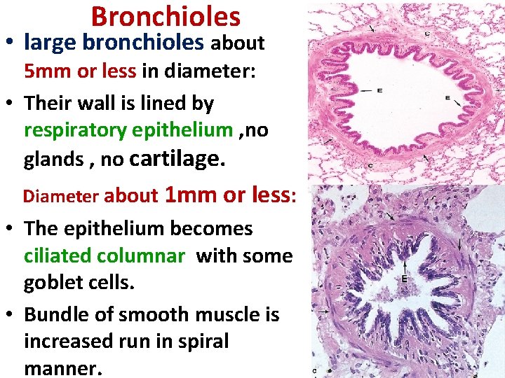 Bronchioles • large bronchioles about 5 mm or less in diameter: • Their wall
