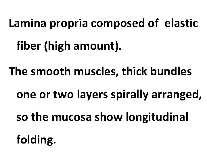 Lamina propria composed of elastic fiber (high amount). The smooth muscles, thick bundles one
