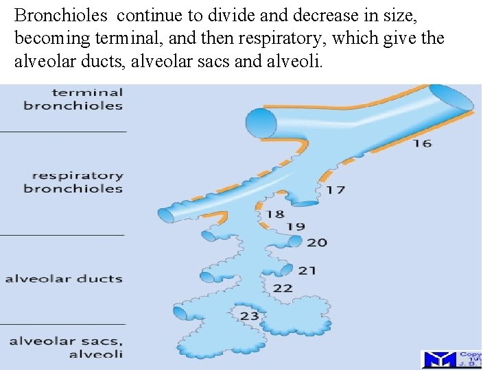 Bronchioles continue to divide and decrease in size, becoming terminal, and then respiratory, which
