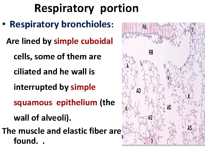 Respiratory portion • Respiratory bronchioles: Are lined by simple cuboidal cells, some of them