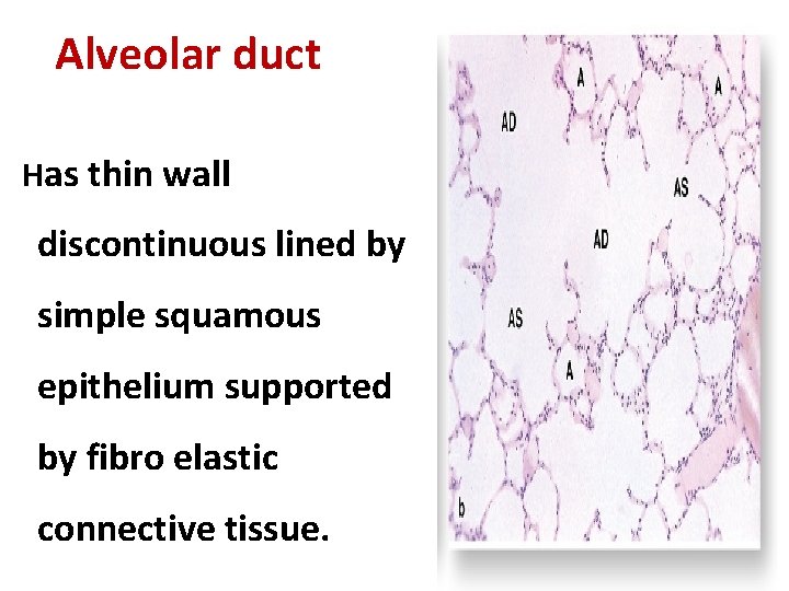 Alveolar duct Has thin wall discontinuous lined by simple squamous epithelium supported by fibro