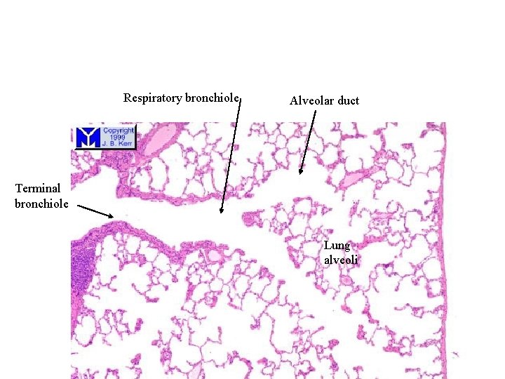 Respiratory bronchiole Alveolar duct Terminal bronchiole Lung alveoli 
