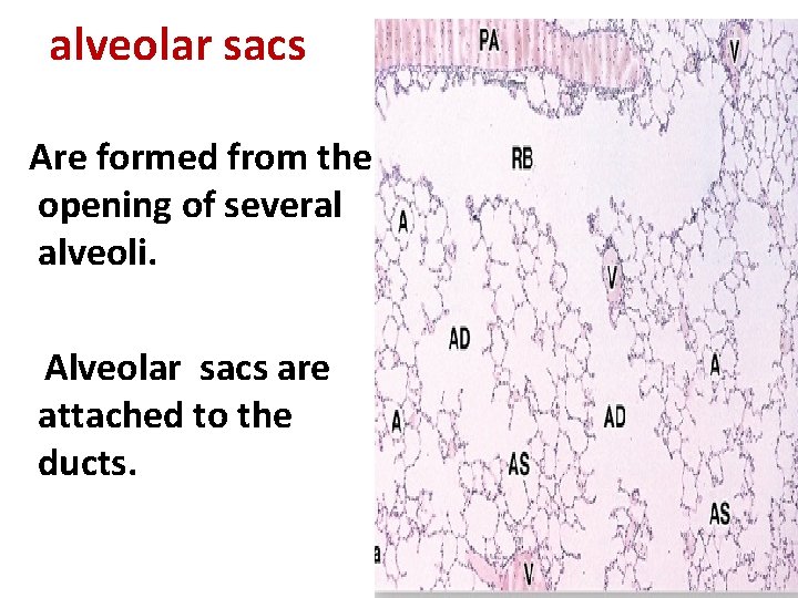 alveolar sacs Are formed from the opening of several alveoli. Alveolar sacs are attached