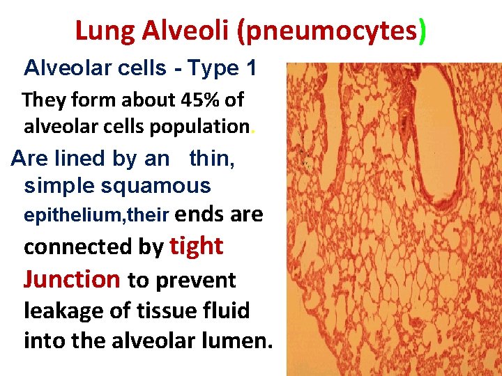 Lung Alveoli (pneumocytes) Alveolar cells - Type 1 They form about 45% of alveolar