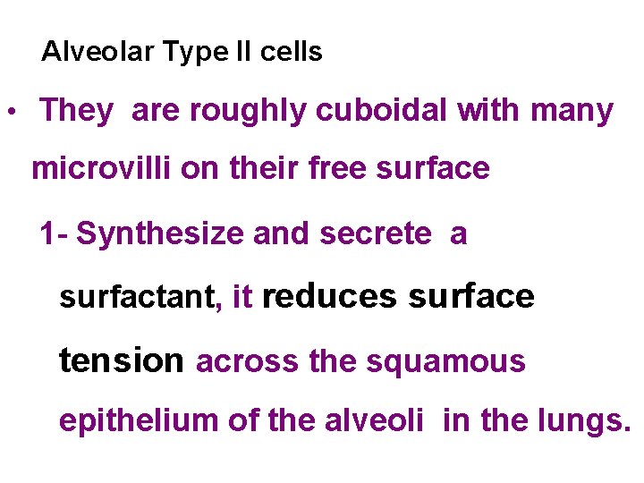 Alveolar Type II cells • They are roughly cuboidal with many microvilli on their