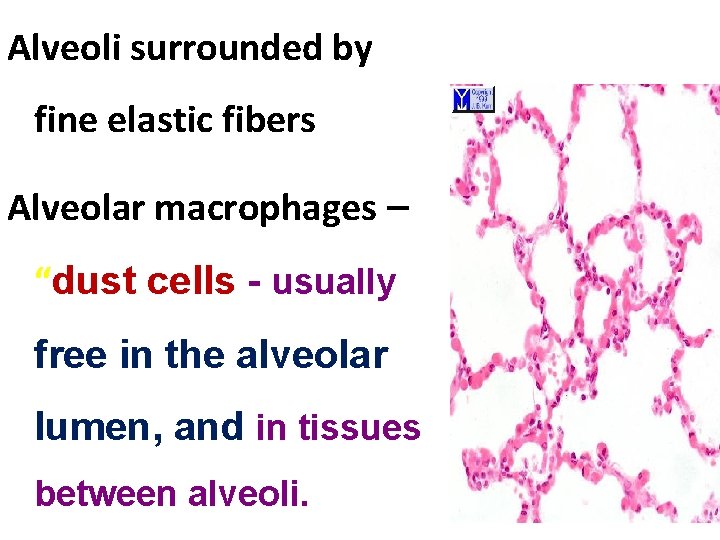 Alveoli surrounded by fine elastic fibers Alveolar macrophages – “dust cells - usually free