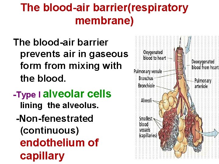 The blood-air barrier(respiratory membrane) The blood-air barrier prevents air in gaseous form from mixing