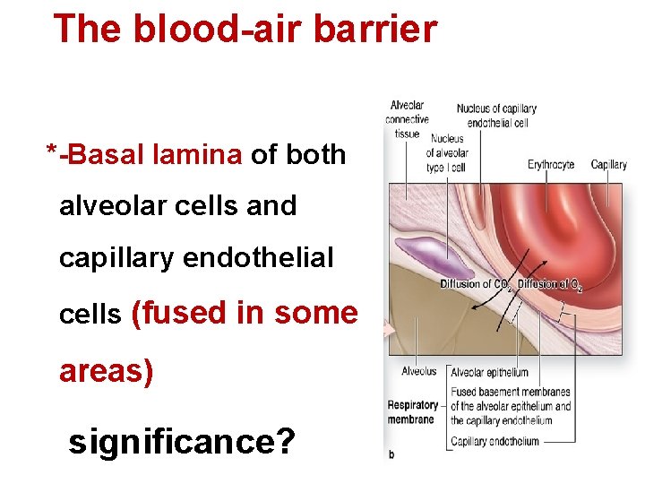 The blood-air barrier *-Basal lamina of both alveolar cells and capillary endothelial cells (fused