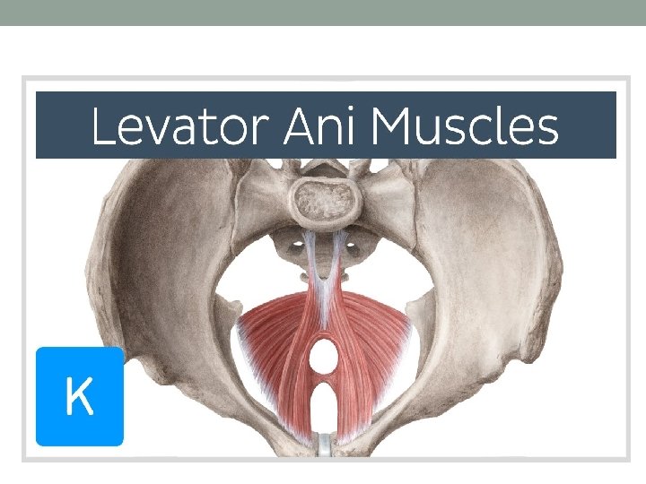 041142 ANATOMY OF THE FEMALE PELVIS By DR