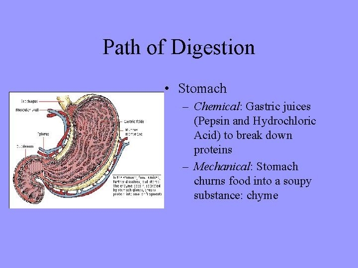 The HUMAN BODY Chapter 30 Digestive and Excretory