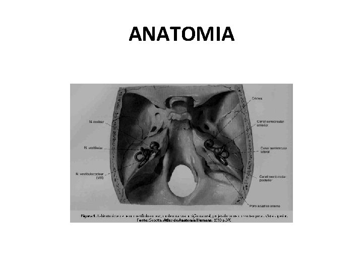 ANATOMIA 