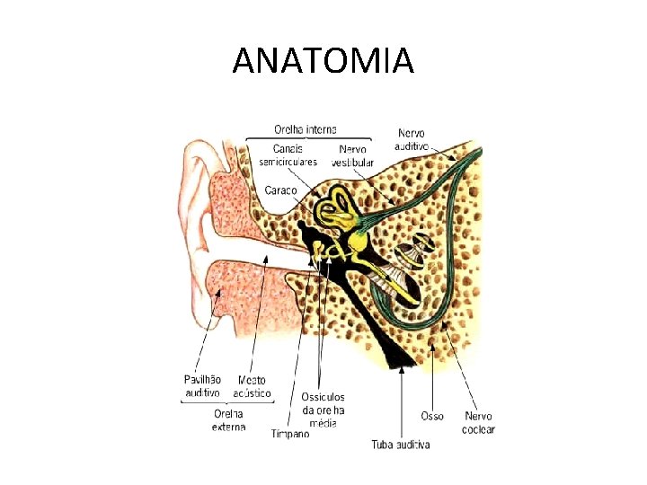 ANATOMIA 