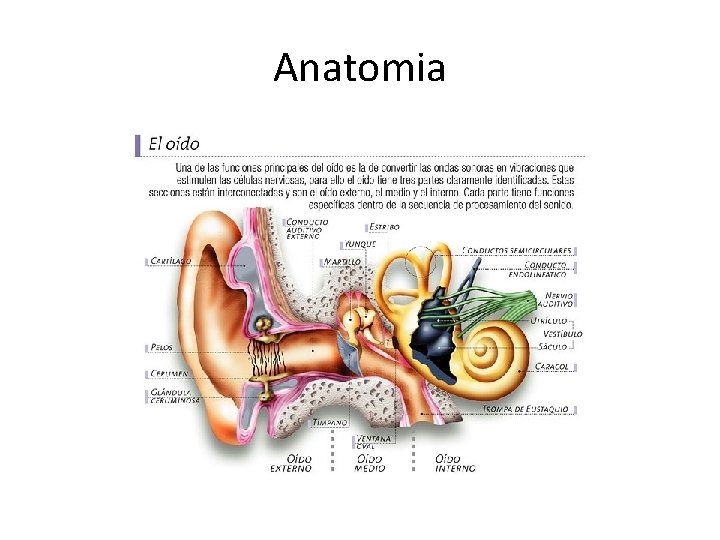 Anatomia 