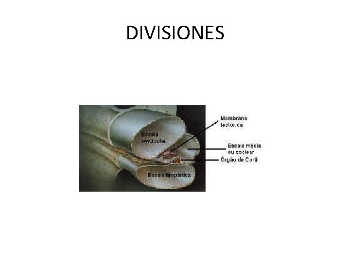 DIVISIONES 