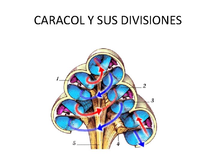 CARACOL Y SUS DIVISIONES 