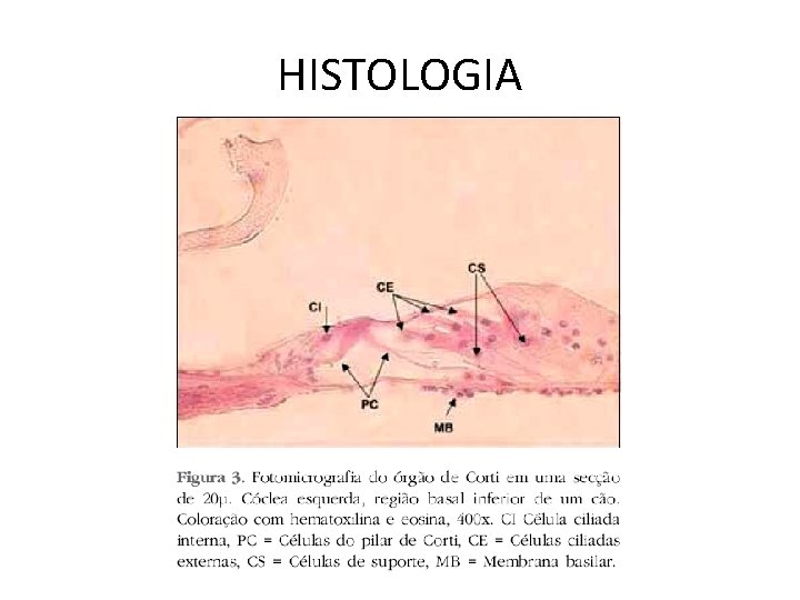 HISTOLOGIA 