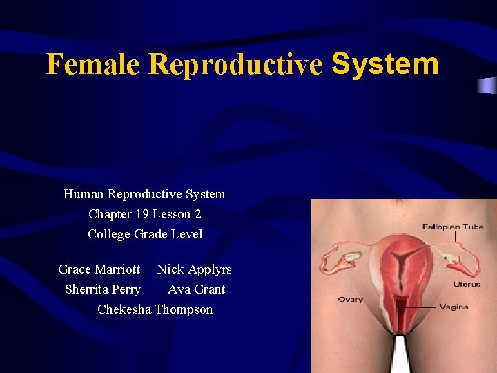 Female Reproductive System Human Reproductive System Chapter 19 Lesson 2 College Grade Level Grace