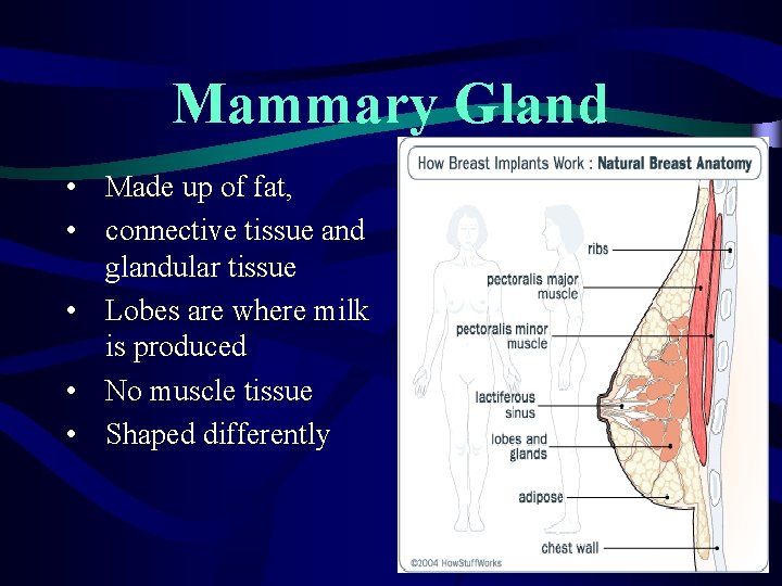 Mammary Gland • Made up of fat, • connective tissue and glandular tissue •