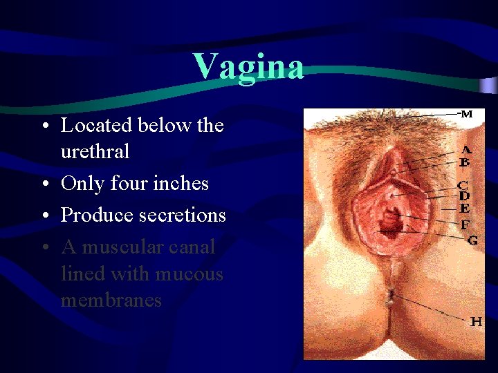 Vagina • Located below the urethral • Only four inches • Produce secretions •