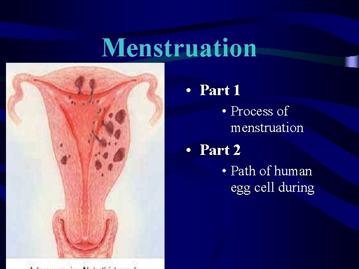 Menstruation • Part 1 • Process of menstruation • Part 2 • Path of