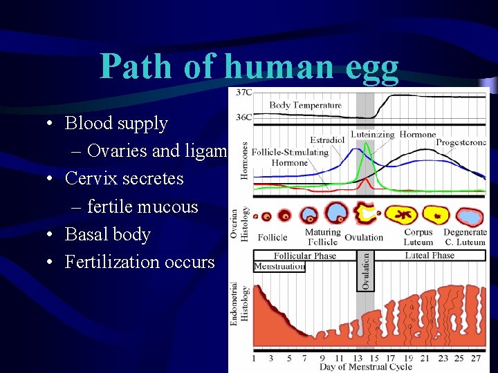 Path of human egg • Blood supply – Ovaries and ligaments • Cervix secretes