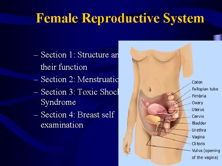 Female Reproductive System – Section 1: Structure and their function – Section 2: Menstruation