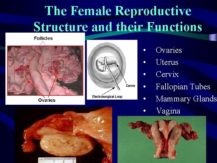 The Female Reproductive Structure and their Functions • • • Ovaries Uterus Cervix Fallopian