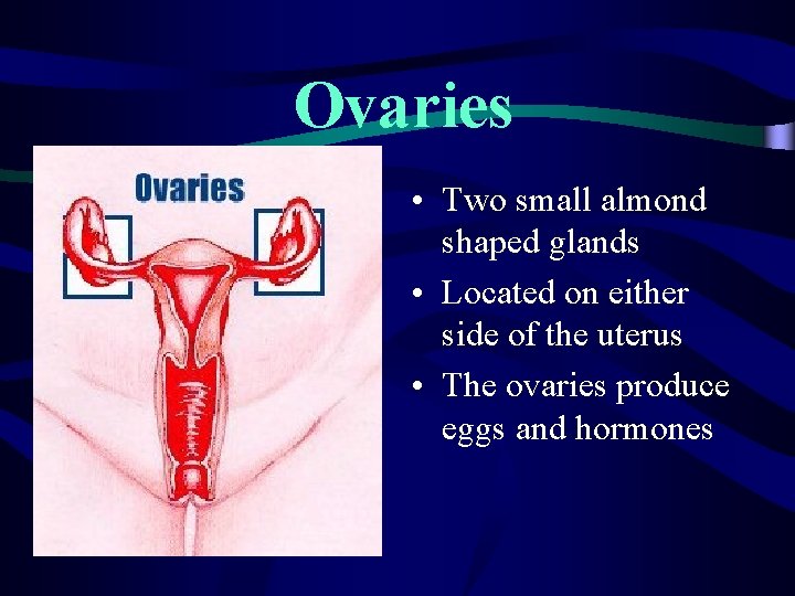 Ovaries • Two small almond shaped glands • Located on either side of the