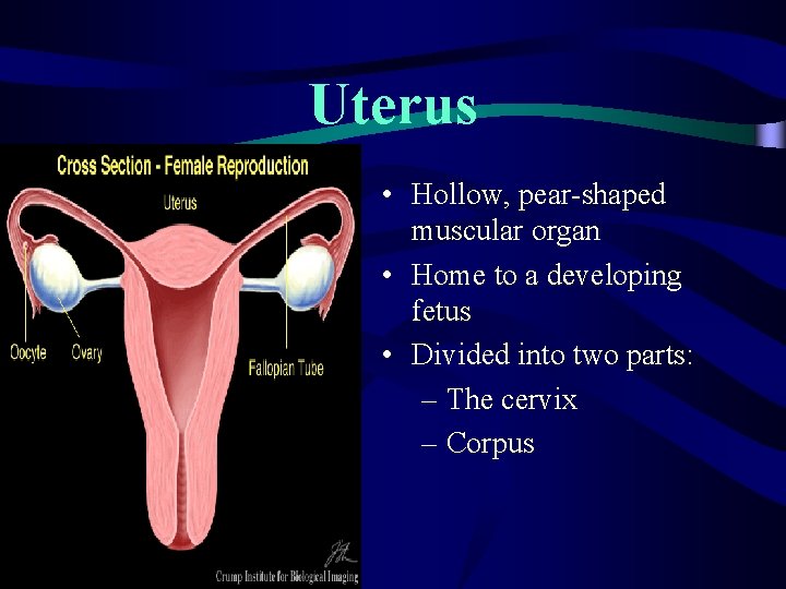 Uterus • Hollow, pear-shaped muscular organ • Home to a developing fetus • Divided