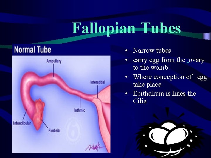 Fallopian Tubes • Narrow tubes • carry egg from the ovary to the womb.