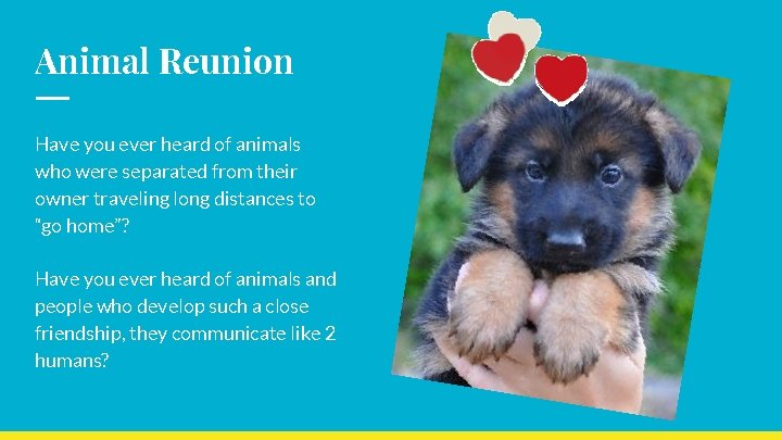 Animal Reunion Have you ever heard of animals who were separated from their owner