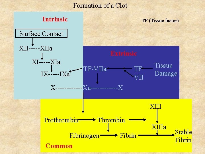 Formation of a Clot Intrinsic TF (Tissue factor) Surface Contact XII-----XIIa Extrinsic XI-----XIa IX-----IXa