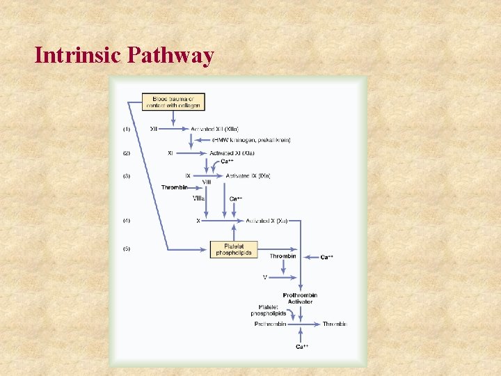 Intrinsic Pathway 