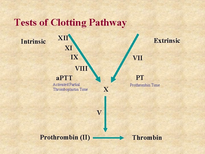Tests of Clotting Pathway Intrinsic XII XI IX Extrinsic VIII PT a. PTT Activated