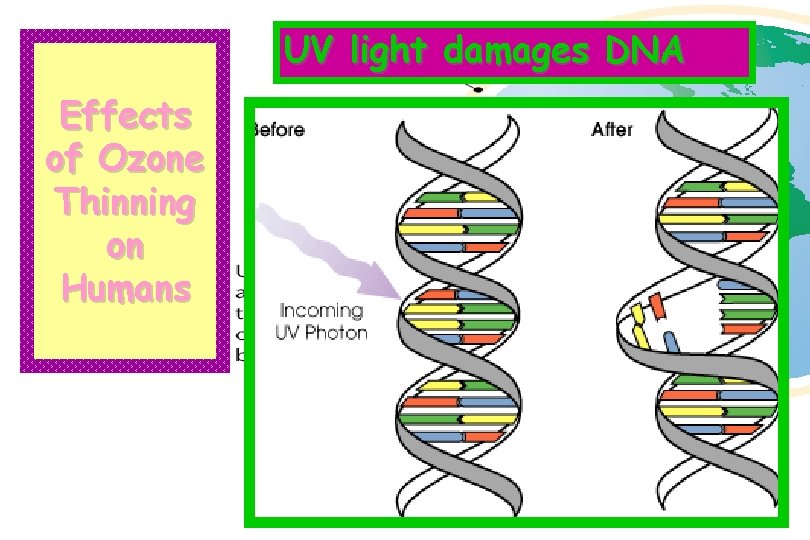 UV light damages DNA Effects of Ozone Thinning on Humans 