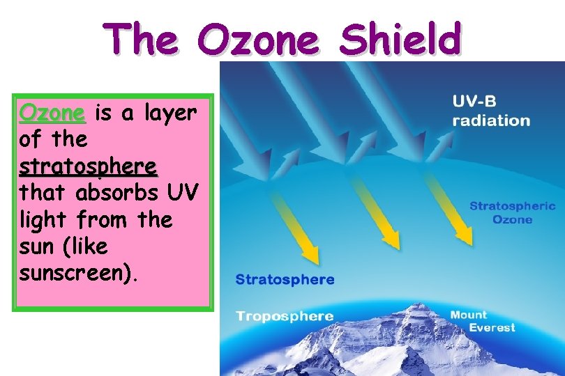 The Ozone Shield Ozone is a layer of the stratosphere that absorbs UV light