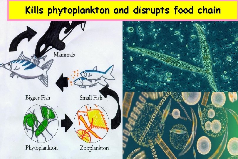 Kills phytoplankton and disrupts food chain 
