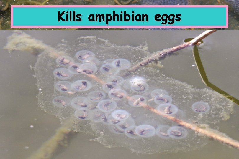 Kills amphibian eggs 