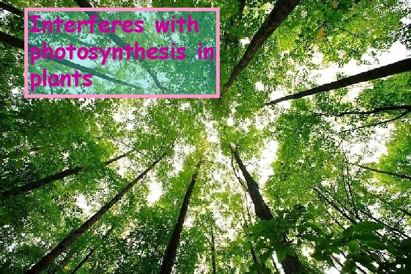 Interferes with photosynthesis in plants 