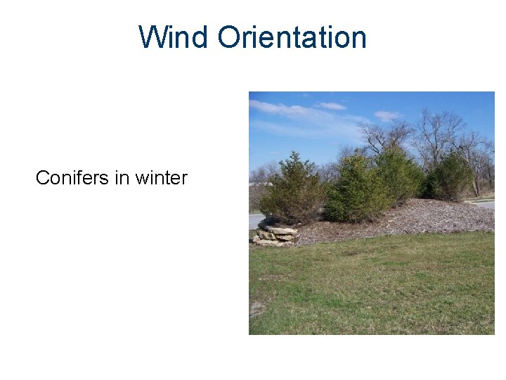 Wind Orientation Conifers in winter 