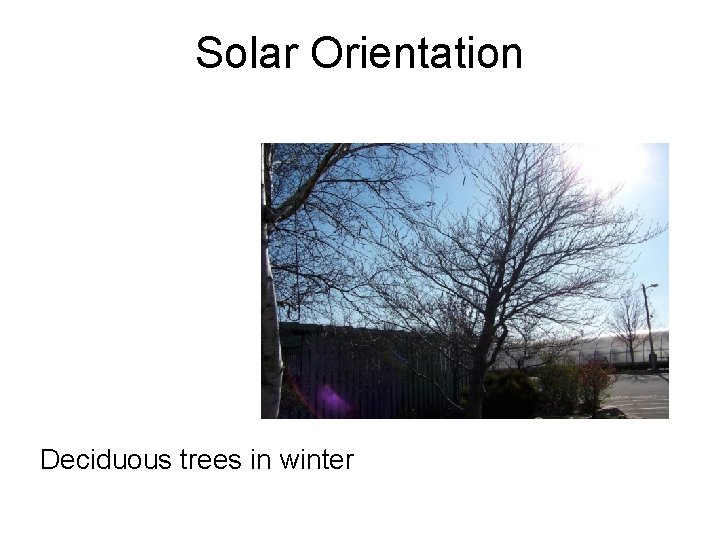 Solar Orientation Deciduous trees in winter 