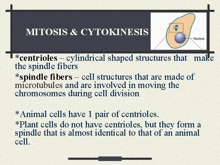 MITOSIS & CYTOKINESIS *centrioles – cylindrical shaped structures that make the spindle fibers *spindle
