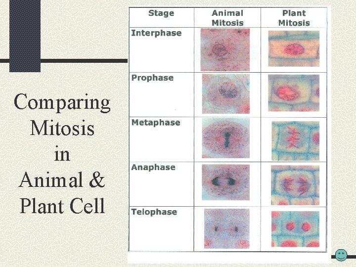 Comparing Mitosis in Animal & Plant Cell 