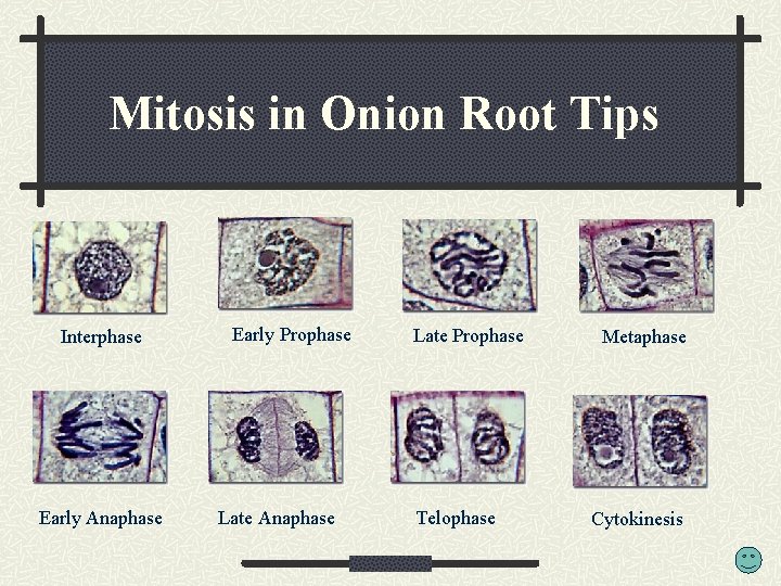 Mitosis in Onion Root Tips Interphase Early Anaphase Early Prophase Late Anaphase Late Prophase
