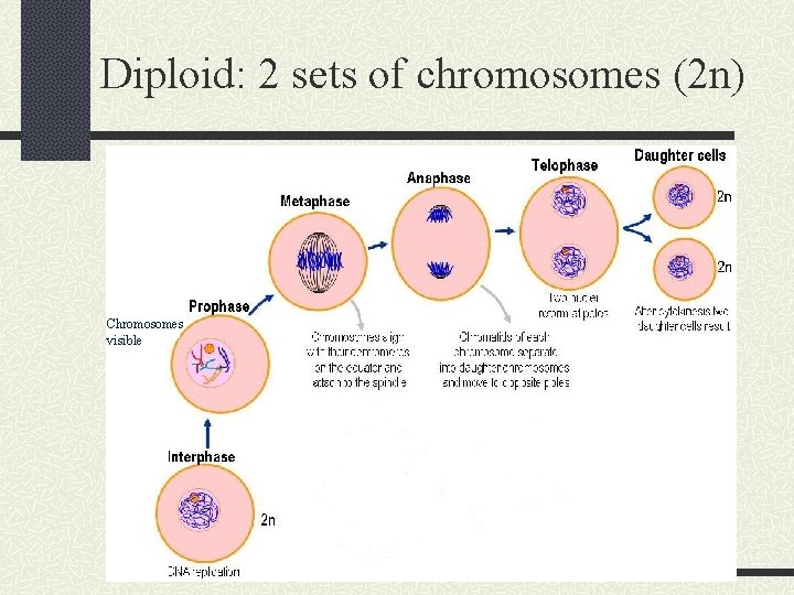 Diploid: 2 sets of chromosomes (2 n) Chromosomes visible 